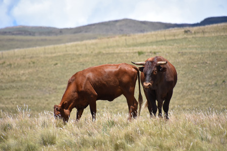 Cattle in Rhodes in South Africa in the Eastern Cape with mountains and blue sky in the background
