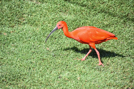 A Scarlet Ibis on a grass field searching for foodの写真素材