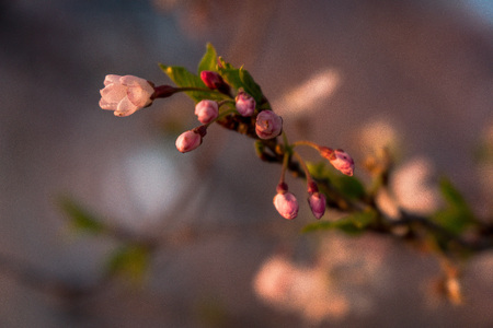 Washington, DC Cherry Blossom Festivalの写真素材