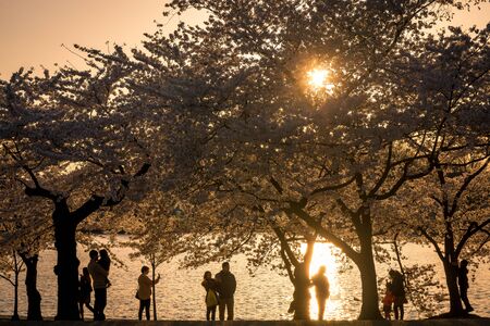 Sunset at the Cherry Blossom Festival April 2018, Washington, DC