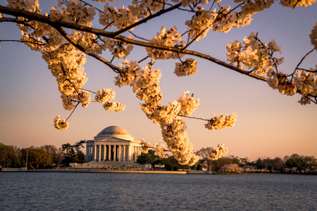 Jefferson Memorial and Cherry Blossomsの写真素材