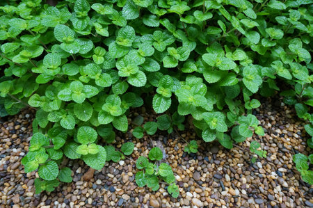 Bush on pebble