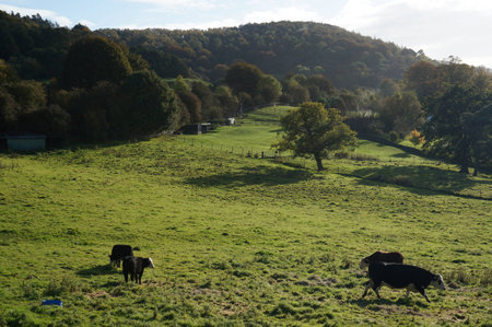 cows in countrysideの写真素材