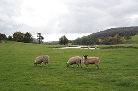 Sheep in national parkの写真素材