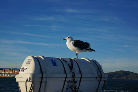 Seagull on the ship's trunkの写真素材