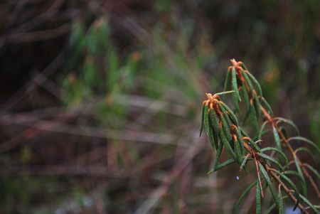 Abstract texture with plants in the foreground and blurred branches of trees in the backgroundの写真素材