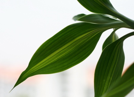 Leaves is green in the morning の写真素材