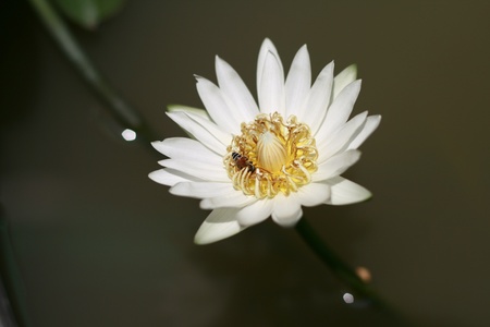 White Lotusの写真素材