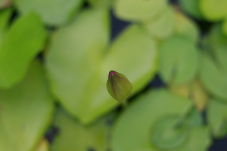 Lotus budの写真素材