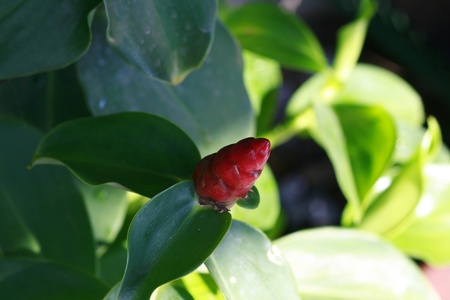 Red Flowerの写真素材