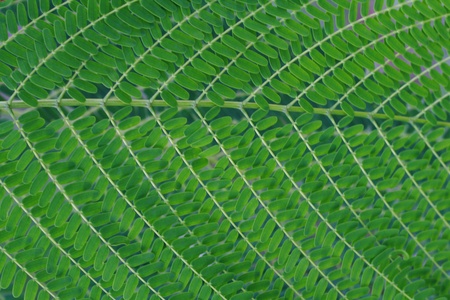 Fresh leaf
