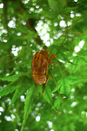 The discarded cicada insect shell left clinging on a branch of maple tree. After living underground...