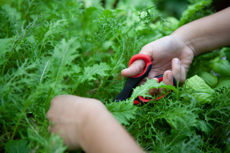 A female chef is cutting young Mizuna vegetable or Japanese mustard greens,or spider mustard. Has delicious mild peppery and slightly spicy flavor which is great for salad. Focus at hand with scissor.の写真素材