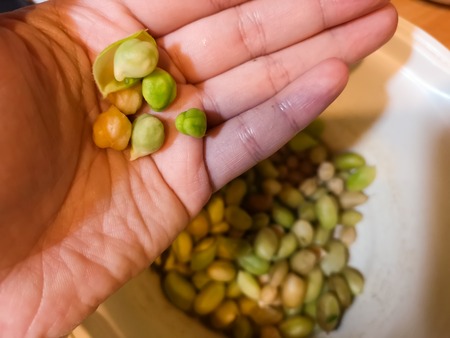 A female hand with fresh young chickpeas in her palm.の写真素材