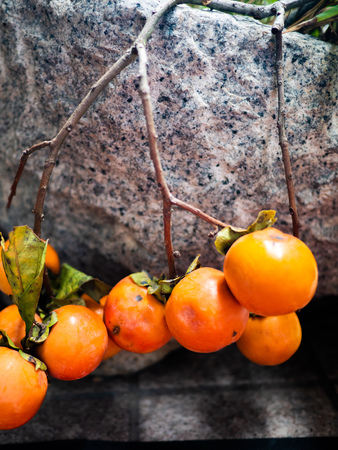 Bright orange and shiny Japanese persimmon fruits on tree with rock background. Known for its delicious, sweet and delicate flavor. Symbol of Autumn and Winter season.の写真素材
