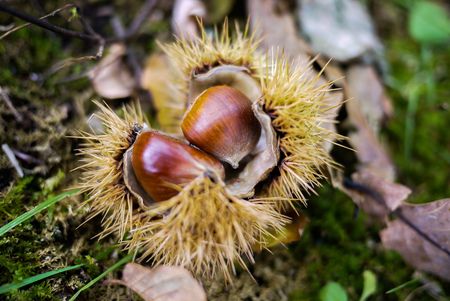Shinny brown sweet chestnut fruits fall on the ground in its protective bur or spiny husk outer shell. Symbol of autumn season. Natural light.の写真素材