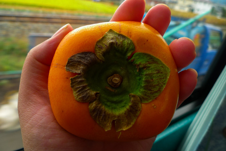 Bright orange, ripen and shiny Japanese persimmon fruit in Asian female hand. Known for its delicious, sweet and delicate flavor. Symbol of Autumn and Winter season.の写真素材