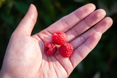 Close up of fresh ripen organic red raspberry in Asian woman hand under morning light. Rich in...