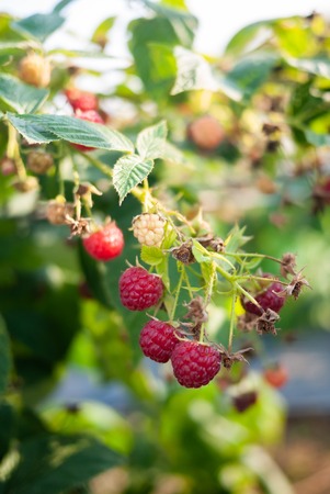 Close up of fresh ripen and young organic raspberry on tree under morning light. Rich in Nutrients....