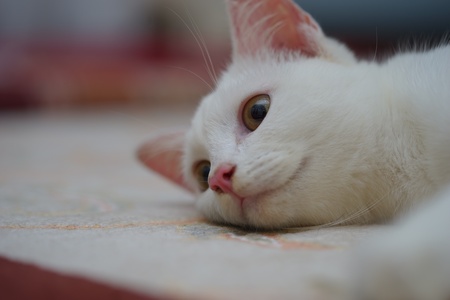 A turkish angora breed cat on the carpetの素材