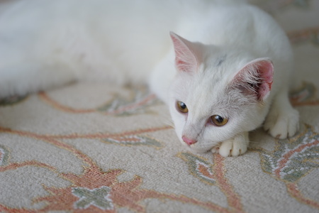 A young white female turkish angora breed catの写真素材