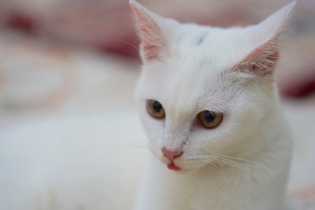 A young white female turkish angora breed catの写真素材