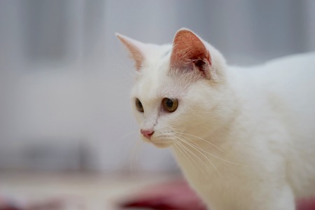A young white female turkish angora breed catの写真素材