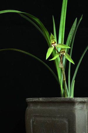 The orchidの写真素材