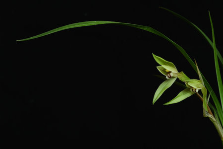 The orchidの写真素材