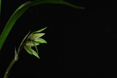 The orchidの写真素材