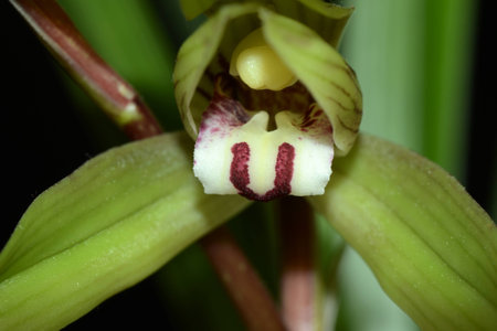 The orchidの写真素材