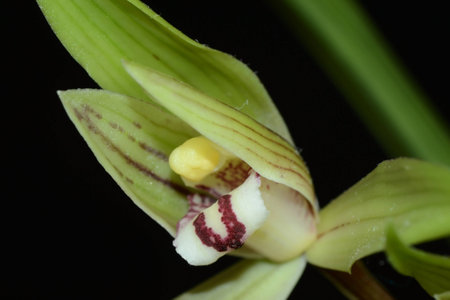 The orchidの写真素材