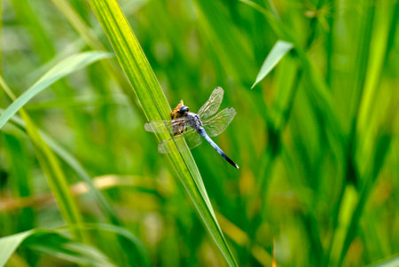 dragonflyの写真素材