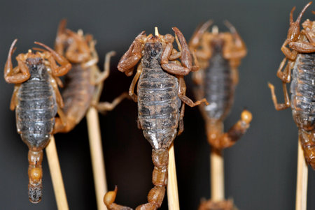 The scorpionの写真素材