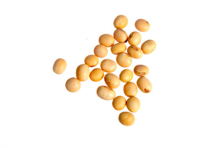soybeanの写真素材