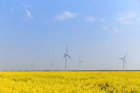 Rape fields of windmillsの写真素材