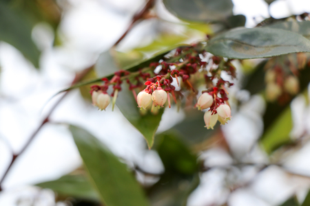 Plant close upの写真素材