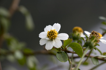 Bidens alba flowerの写真素材