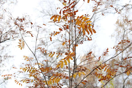 Tree branches