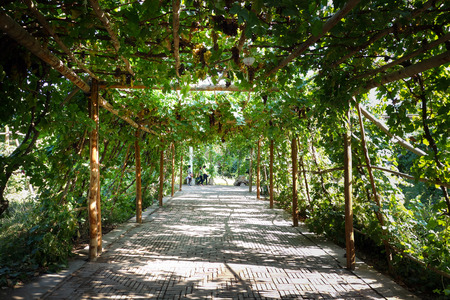 Grape carrier channelの写真素材