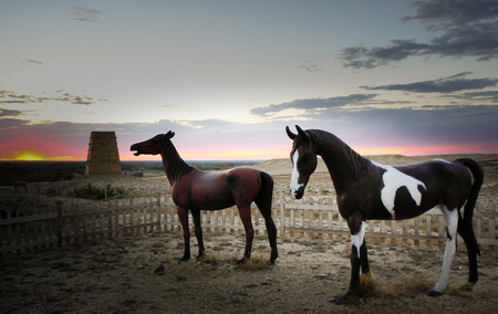 horse at Colorful beachのeditorial素材