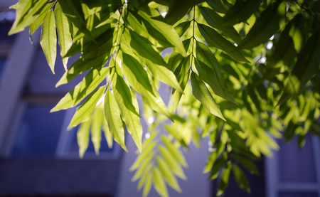 Green leavesの写真素材