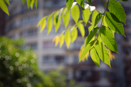 Green leafの写真素材