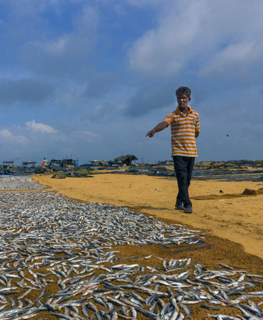 sun-drying fishesのeditorial素材