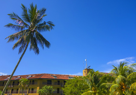 palmtreeのeditorial素材