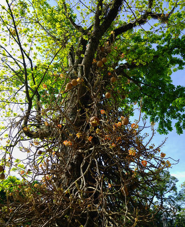 cannonball tree