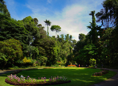 Kandy Botanical Gardenの写真素材