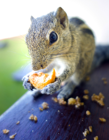 Squirrels eat cashew nutsの写真素材