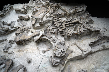 dinosaur fossilのeditorial素材