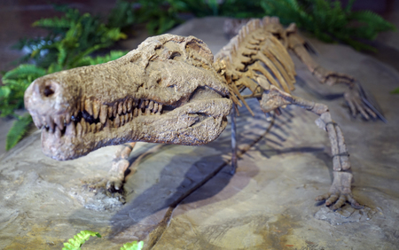 Dinosaur skeletonのeditorial素材